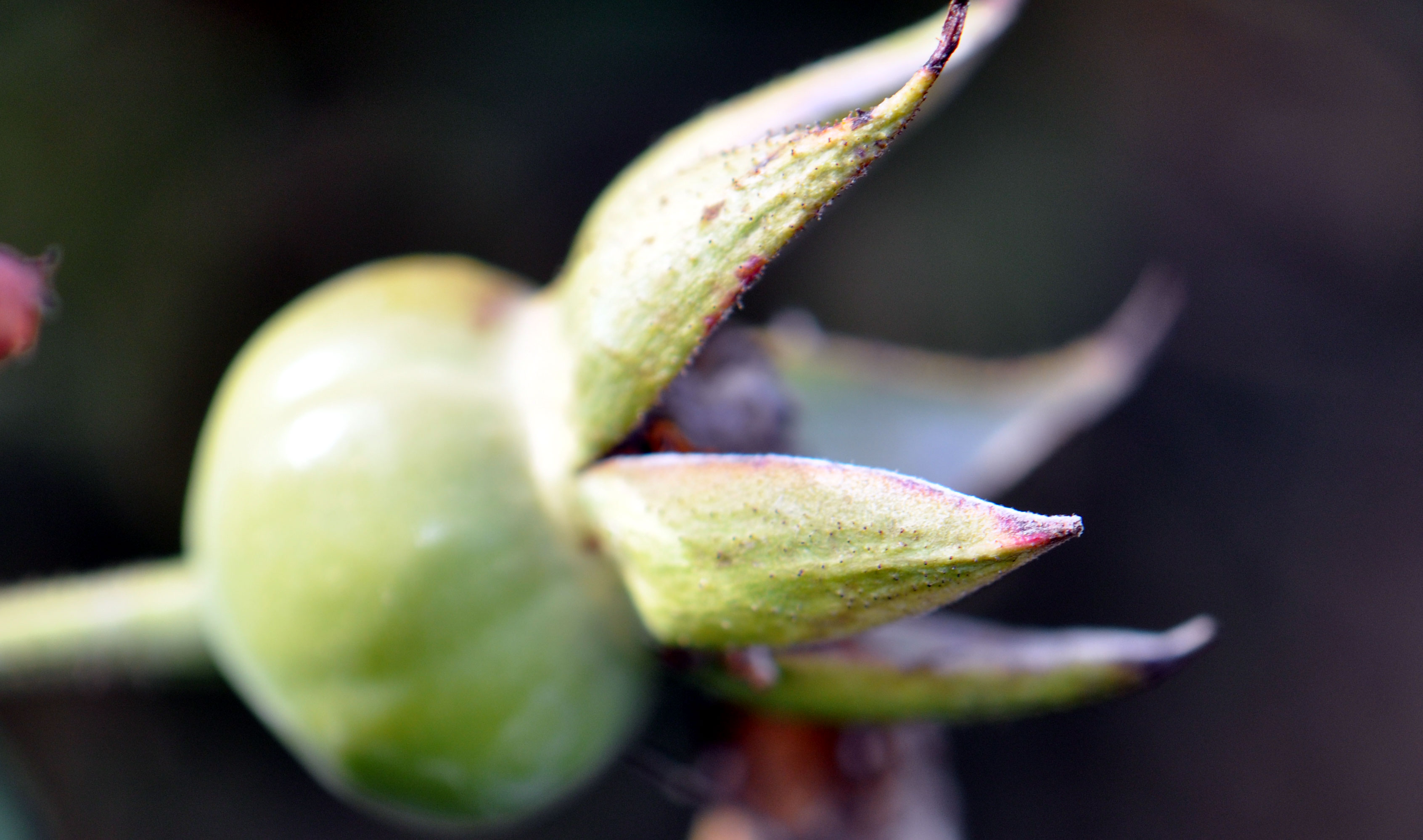 The Death of a Budding Rose